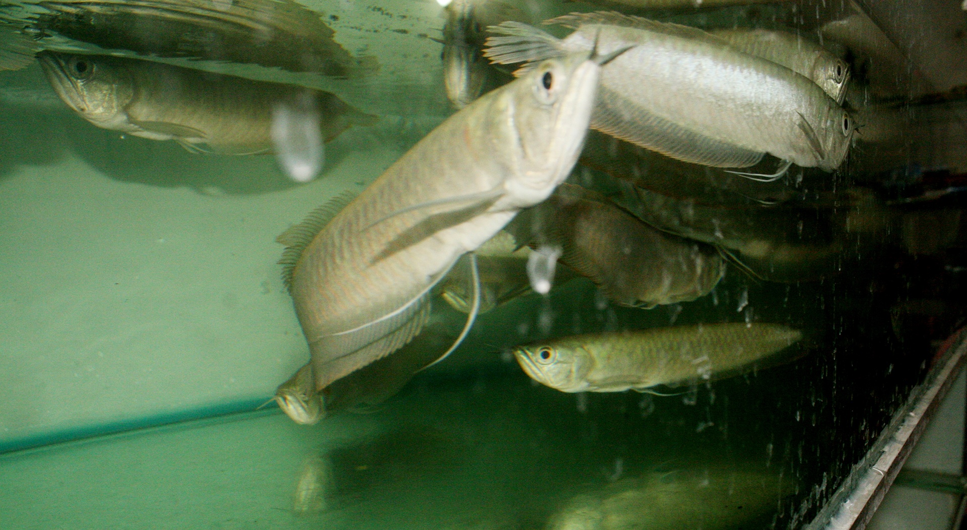 Gia dinh 5 doi nuoi ca canh o lang nghe tru danh hinh anh