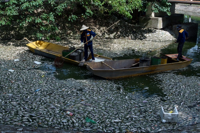 Hang tan ca chet phoi bung tren ho Thien Quang hinh anh