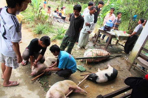 Người Cơ Tu mổ heo chuẩn bị cho một đám cưới ở xã Sông Kôn, huyện Đông Giang, tỉnh Quảng Nam.