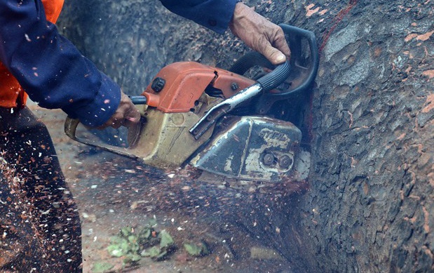 Nguoi dan ngam ngui nhin hang cay dep nhat Sai Gon bi don ha hinh anh