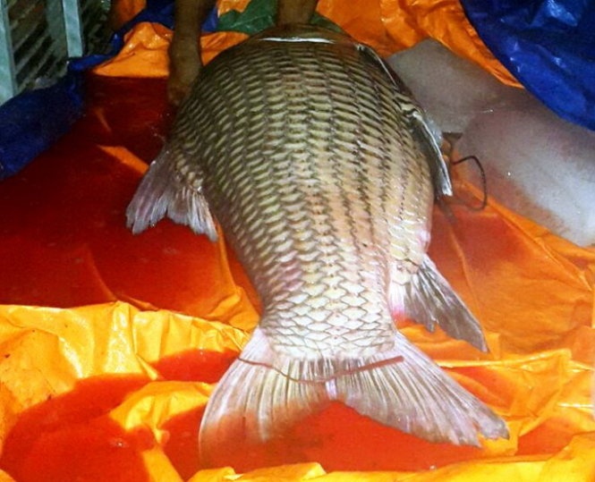 Them ca ho 'khung' 110kg duoc dua ve TP.HCM hinh anh