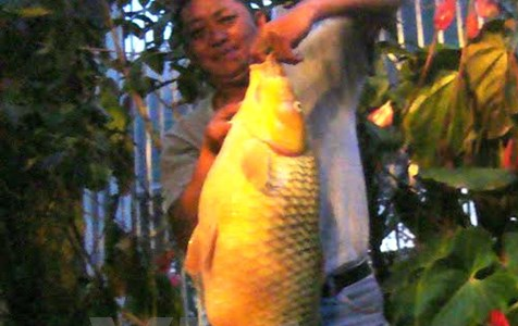Cau duoc ca chep vang khong lo nang hon 10 kg hinh anh