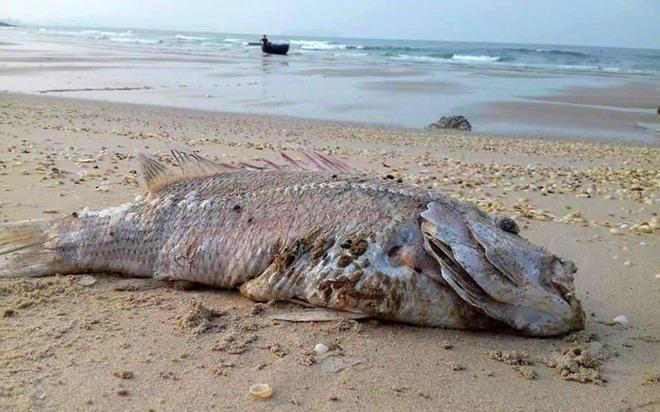 Da xac dinh nguyen nhan ca chet, se cong bo trong thang 6 hinh anh