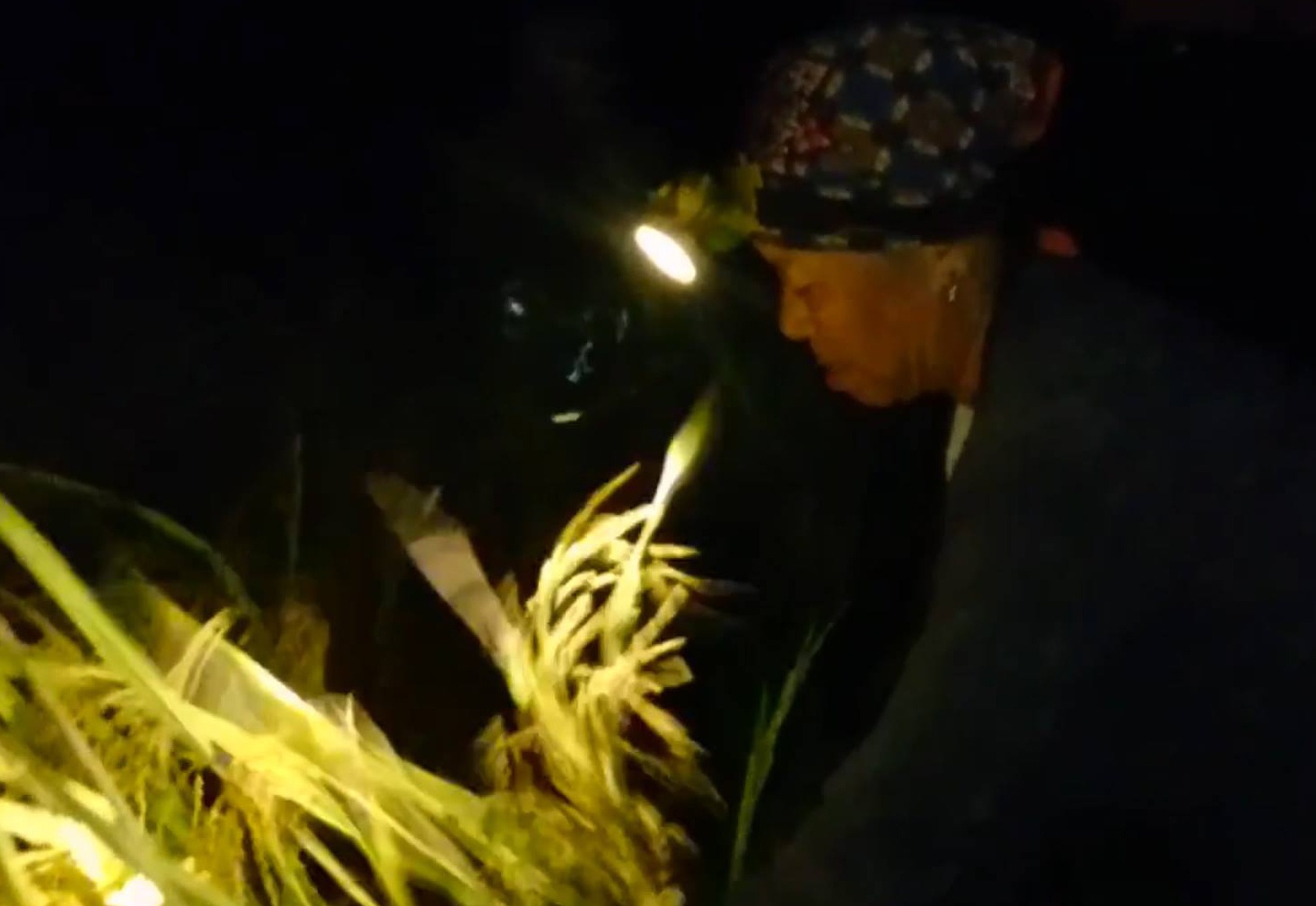 Nong dan gat lua luc 3h sang hinh anh