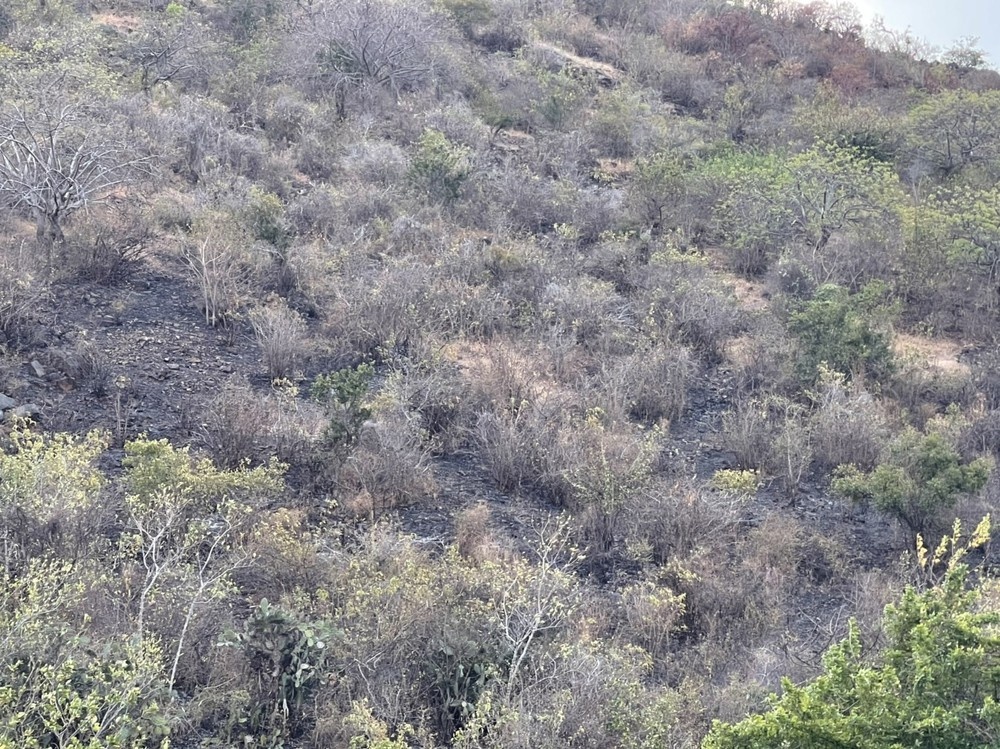 Chay Nui Tau Binh Thuan anh 3