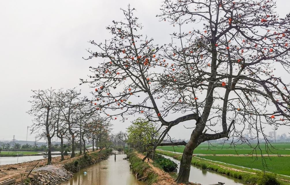 Hang cay hoa gao noi tieng Ha Nam bi chat canh sau khi cam thu phi hinh anh