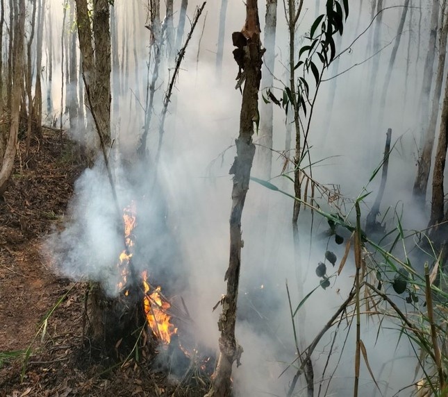 Chay rung Ca Mau anh 1