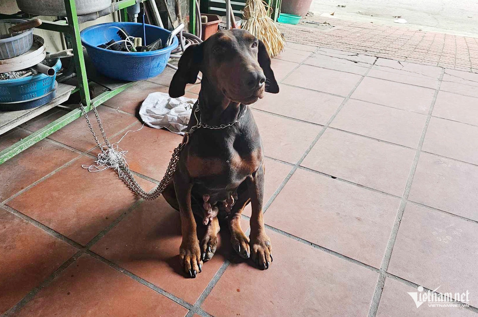 cho becgie can nguoi anh 2