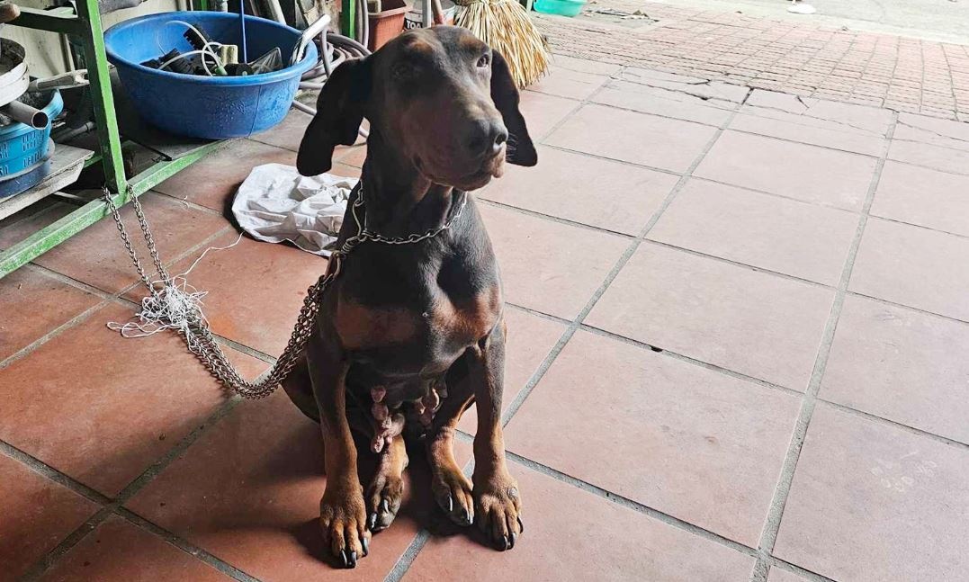 Linh an tu vi nuoi cho du hinh anh