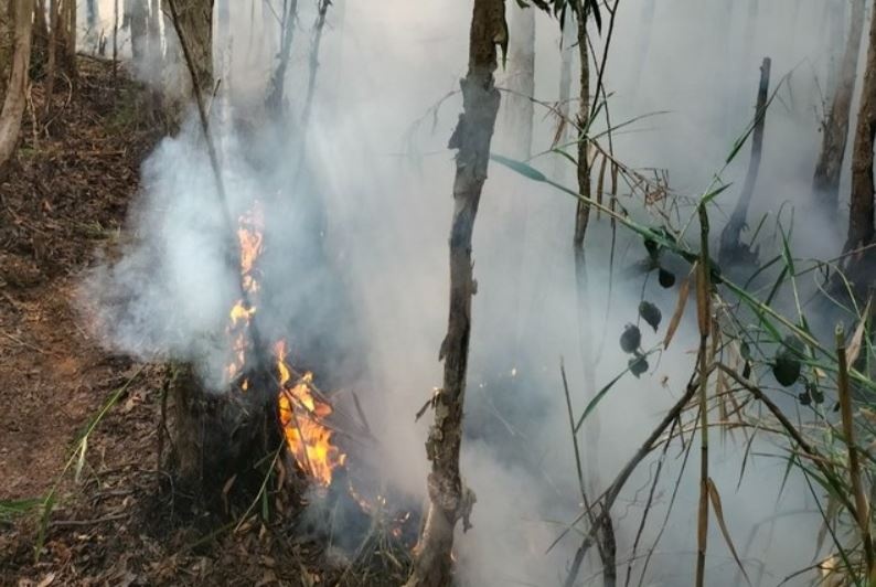 Chay rung o Ca Mau hinh anh