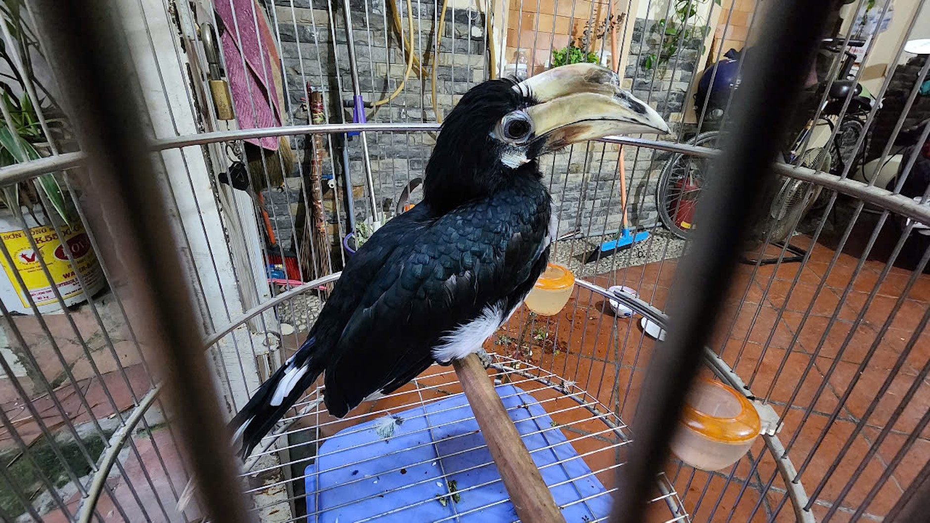 Chim quy hiem bay lac vao nha dan o TP.HCM hinh anh