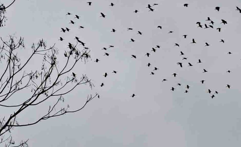 Hang nghin con chim la pha hoai mua mang cua nguoi dan hinh anh