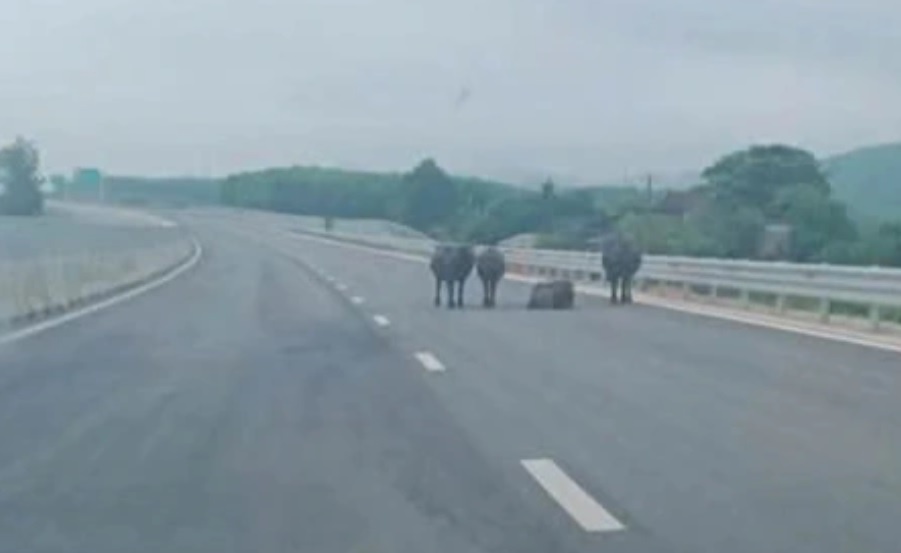Dan trau Ha Tinh anh 1