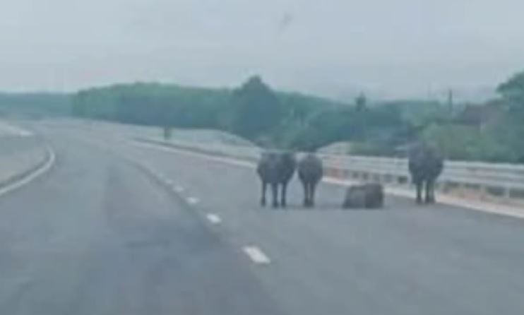 Tai xe lo lang vi dan trau xuat hien tren doan cao toc qua Ha Tinh hinh anh