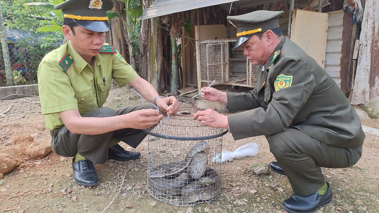 Phat hien tran gam dai gan 2 met bo vao vuon nha hinh anh