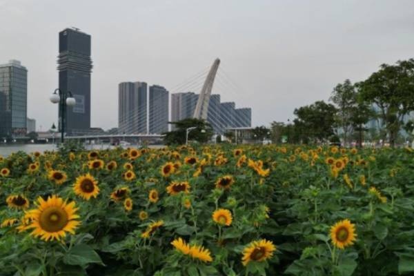 Thoi tiet TP.HCM ngay 16/2: Nang tu sang den chieu hinh anh