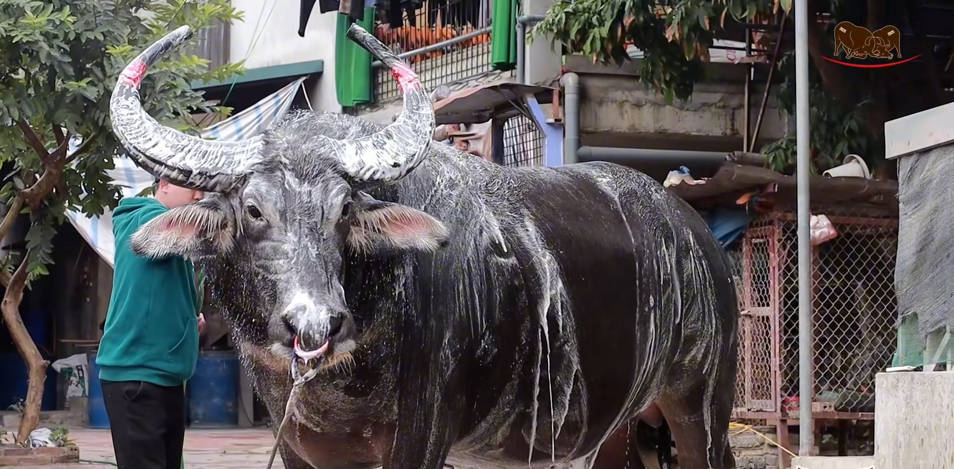 Su that ve thong tin trau choi o Vinh Phuc bi chich dien den chet hinh anh