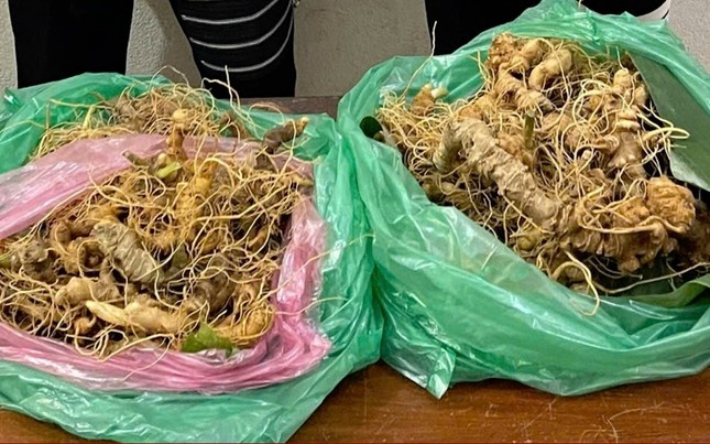 goc sam Ngoc Linh anh 2