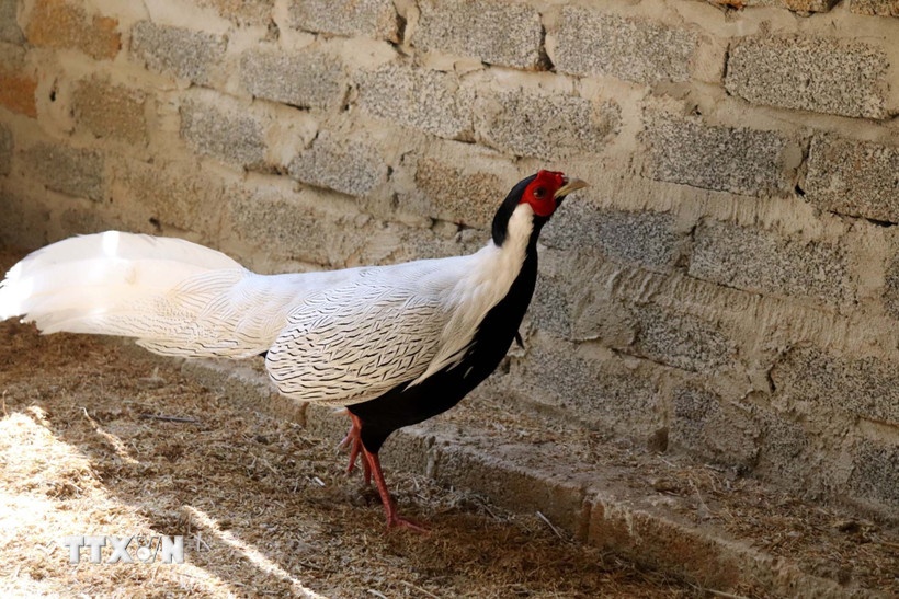 Ga loi trang,  Cuc Lam nghiep,  IIB anh 1