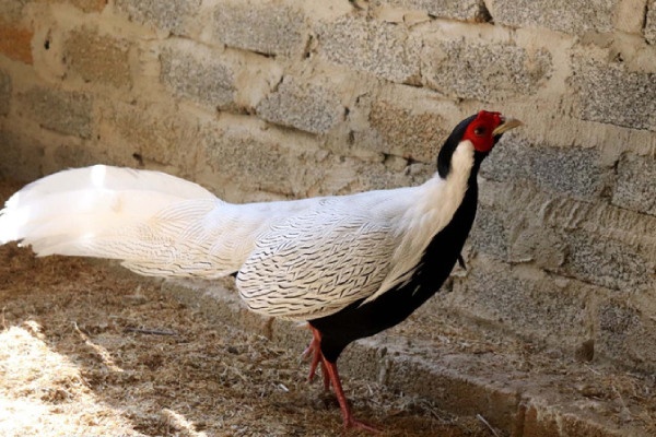 Vi sao ga loi trang gay nuoi thanh cong van thuoc nhom quy hiem? hinh anh