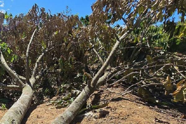 Mau thuan tien bac, anh re cua pha hang tram goc cay trong vuon nha em hinh anh