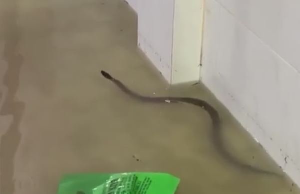 Mua lon, ran bo vao nha dan o Dong Nai hinh anh