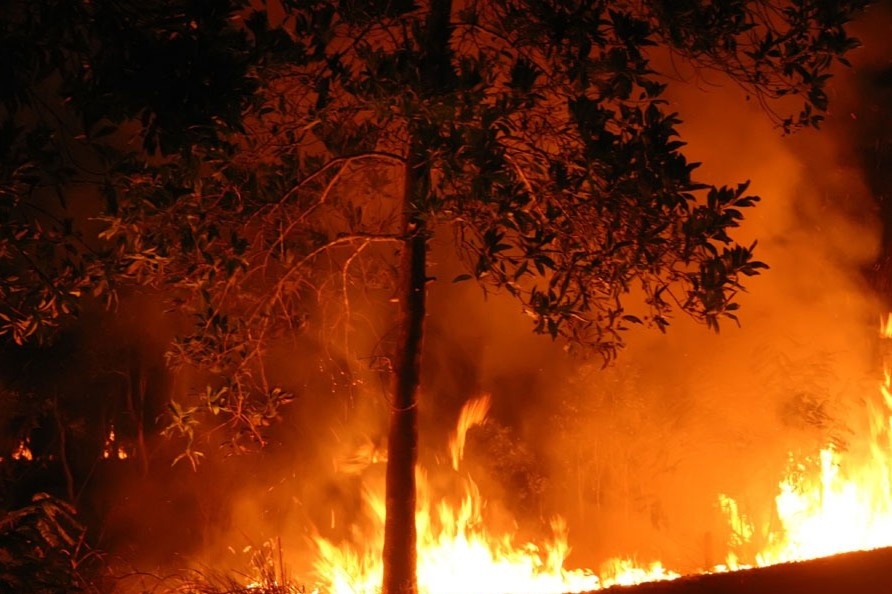 Chay rung du doi gan Khu phi quan su lien Trieu hinh anh