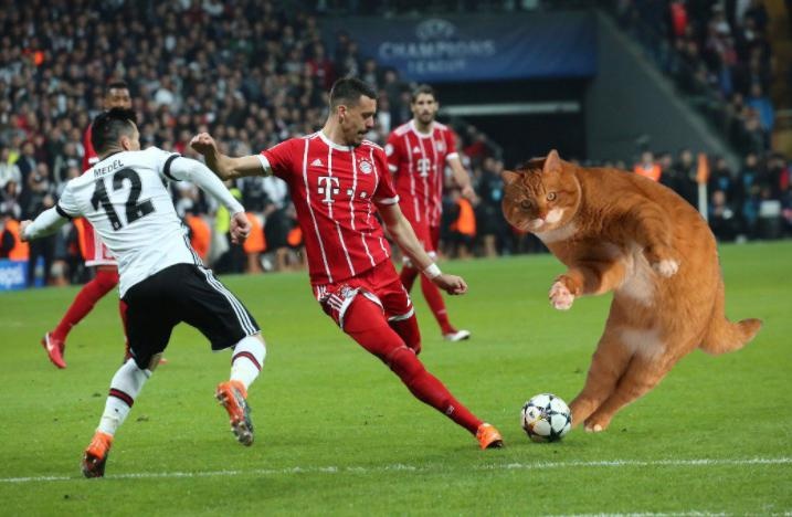 Tran dau cua Bayern bi gian doan vi mot chu meo hinh anh