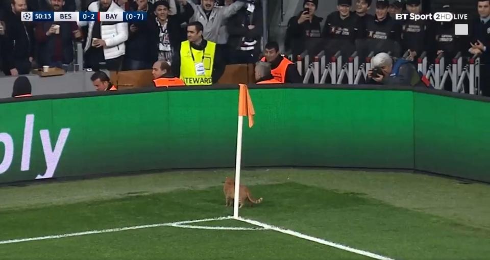 Tran dau cua Bayern bi gian doan vi mot chu meo anh 1