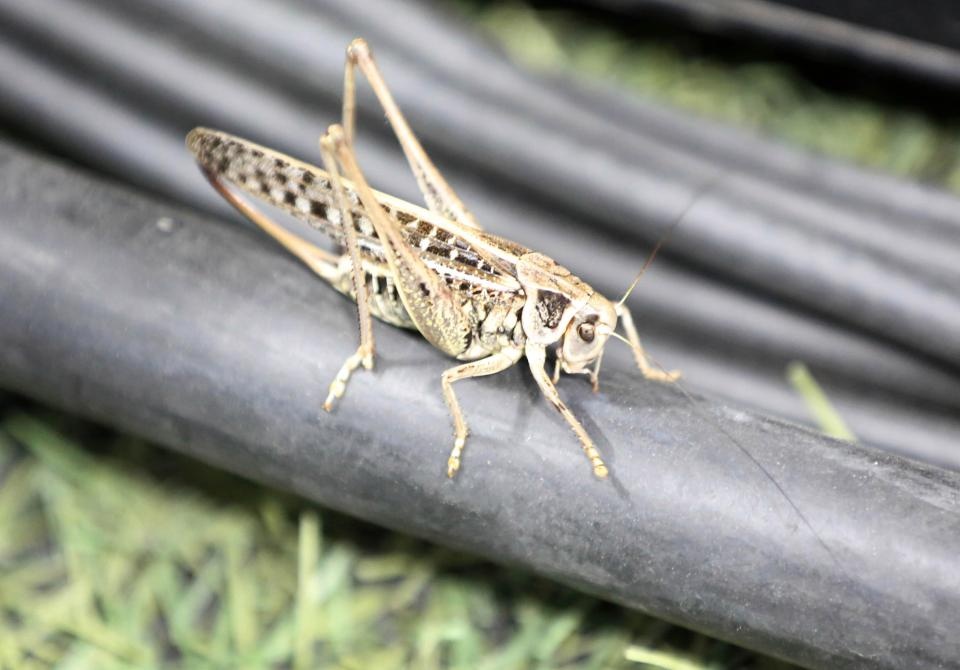 tuyen Anh xit con trung anh 9