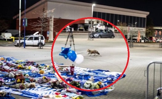 Khoanh khac chu cao xuat hien o SVD King Power gay xuc dong hinh anh