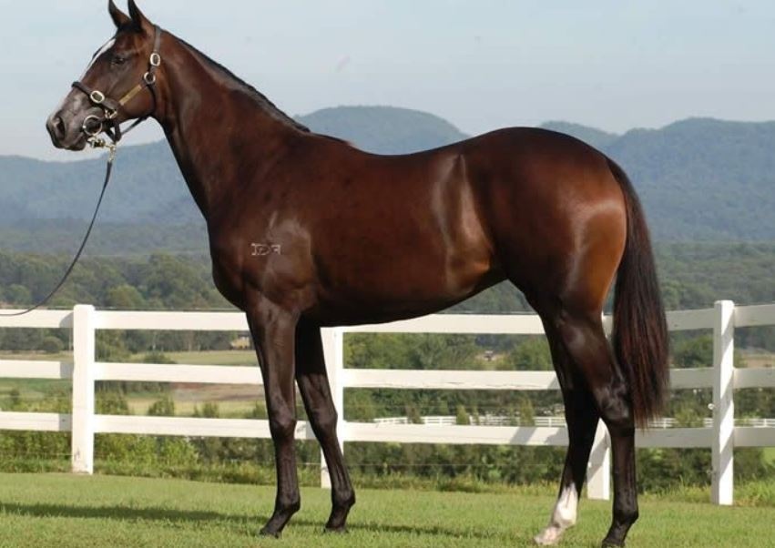 Huyen thoai gia 70 trieu USD dan dau top ngua dat nhat lich su hinh anh