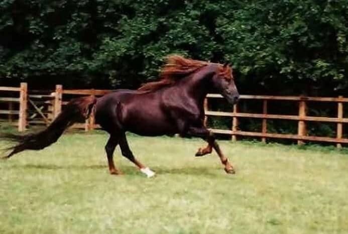 ngua dua dat nhat lich su anh 4