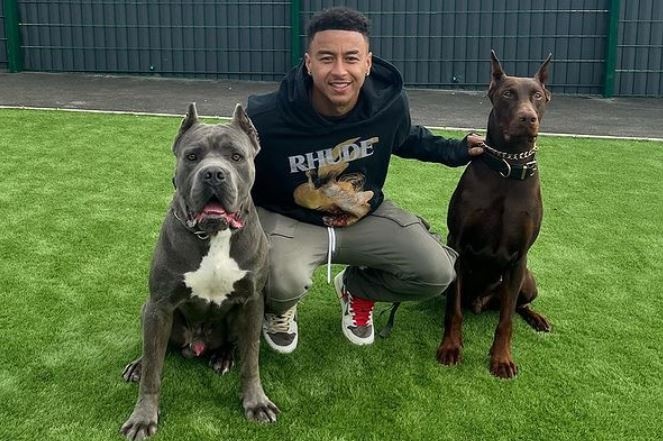 Lingard bi chi trich sau khi dang anh dong vat hinh anh