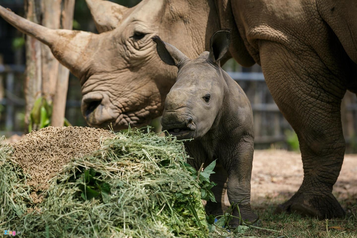 Video - Hai chu te giac con vua chao doi tai Phu Quoc hinh anh