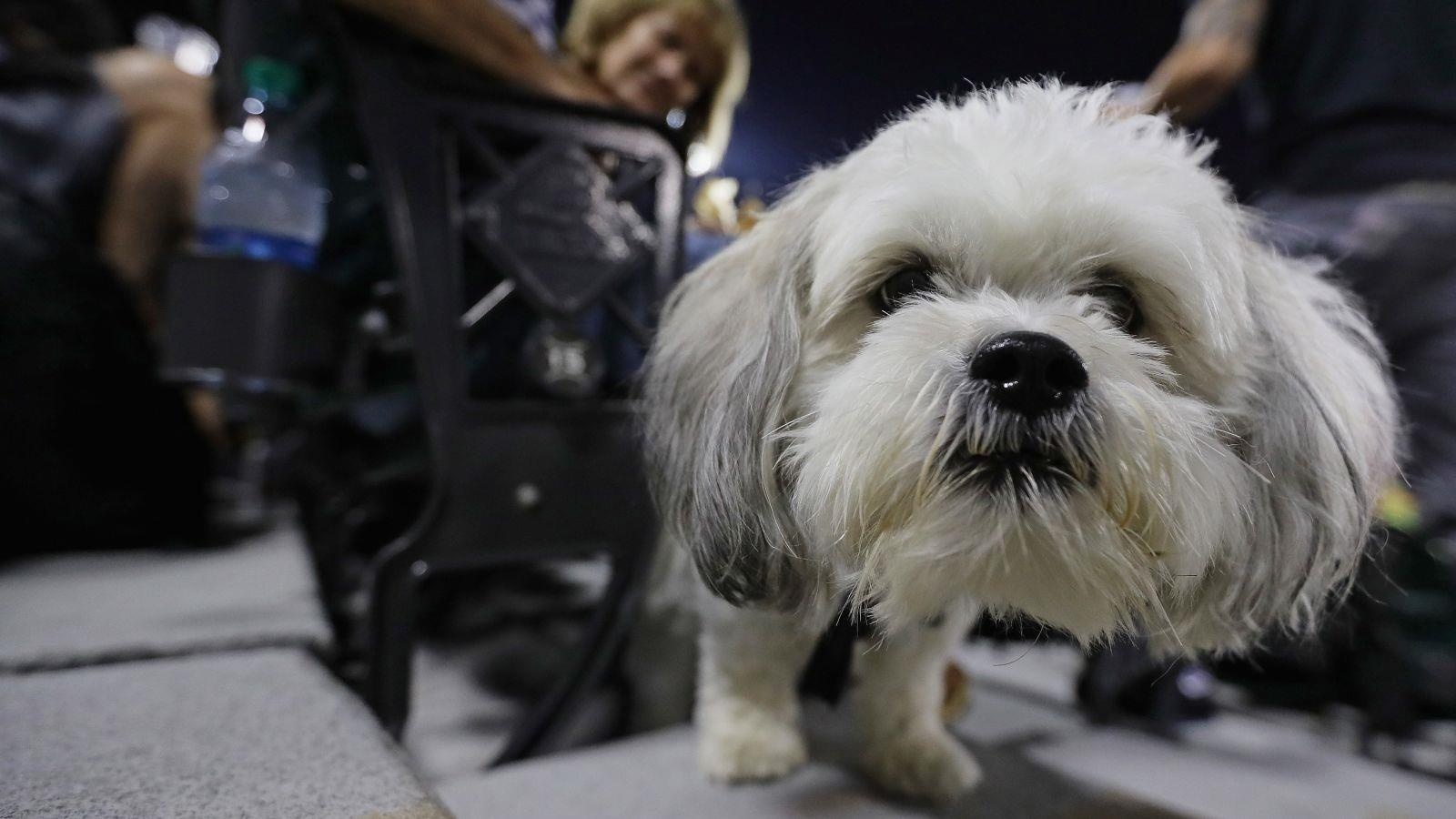 Nuoi cho thuan chung gia 10.000 USD - thu choi xa xi cua nha giau My hinh anh