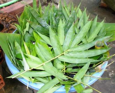 Cong dung lam dep tu la tre hinh anh