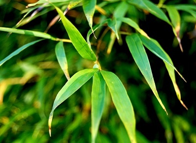 Da khoe dep tu la tre hinh anh