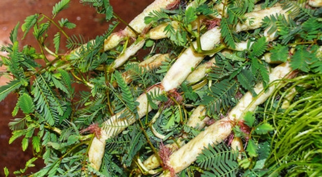 Rau rut an than, mat gan, giai nhiet doc hinh anh