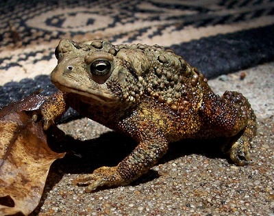 Luu y khi an thit coc hinh anh