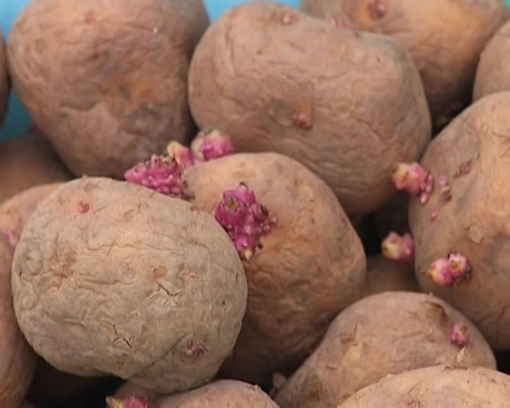 Ngo doc vi an khoai tay moc mam hinh anh