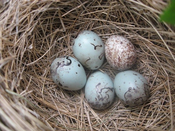 Mon an tot cho nguoi mac chung tinh dich bat thuong hinh anh