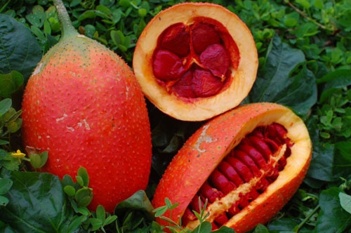 Nhung sai lam khi an qua gac co the gay ngo doc hinh anh