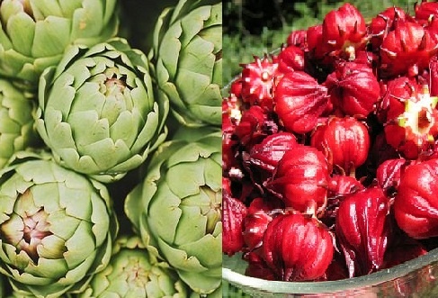 Than trong khi dung cac loai hoa Atiso hinh anh