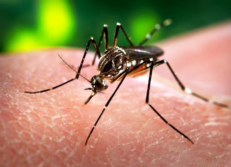 Virus Zika tiep tuc lan rong hinh anh