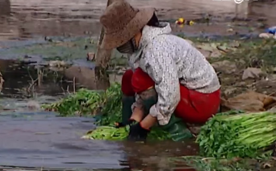 Rau rửa bằng nước thải ảnh 1 Rau rua bang nuoc thai anh 1