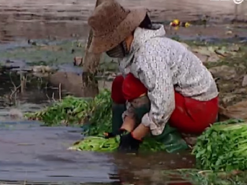 Hiem hoa tu rau rua bang nuoc thai hinh anh