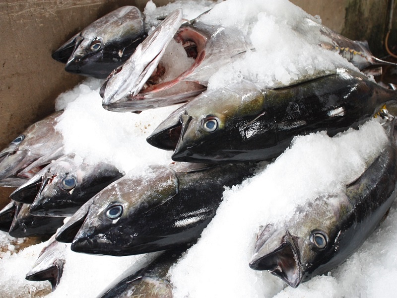 Ca bien dong lanh ton du Cadimi nguy hiem the nao? hinh anh