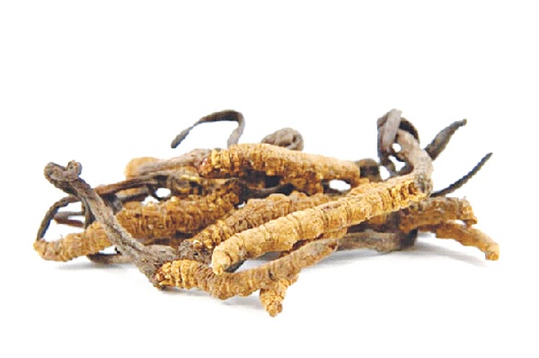 đông trùng hạ thảo ảnh 1 dong trung ha thao anh 1