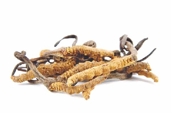 Cach su dung dong trung ha thao hinh anh